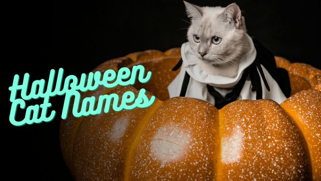 Halloween Cat Names