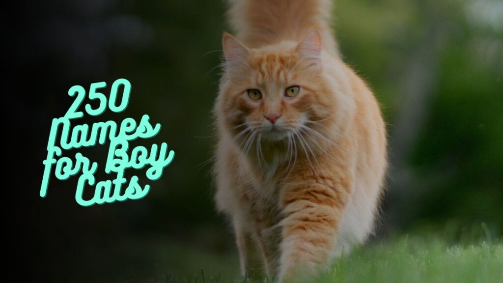 250 Names for Boy Cats