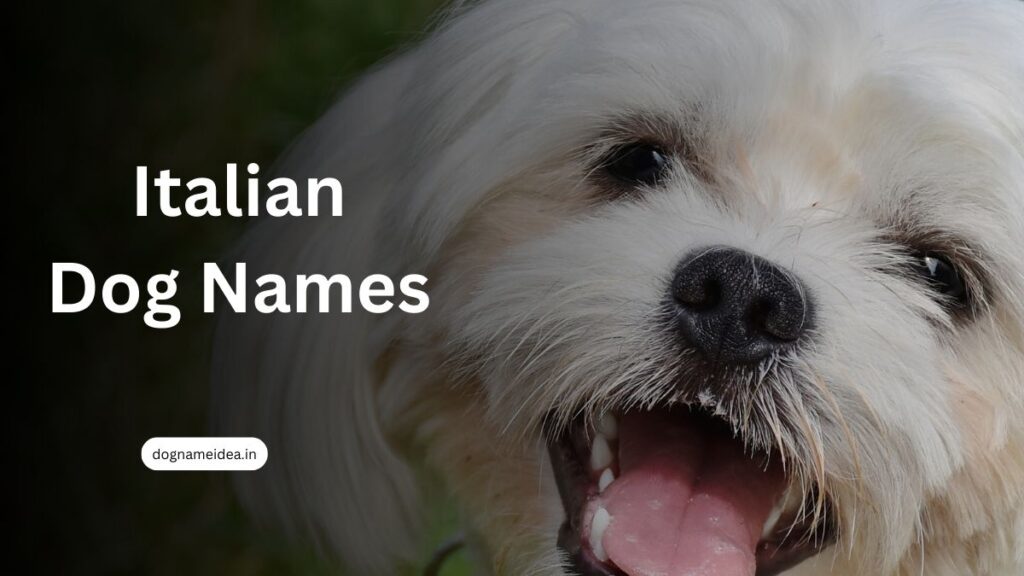 Ultimate List of 300 Italian Dog Names for Your Furry Friend