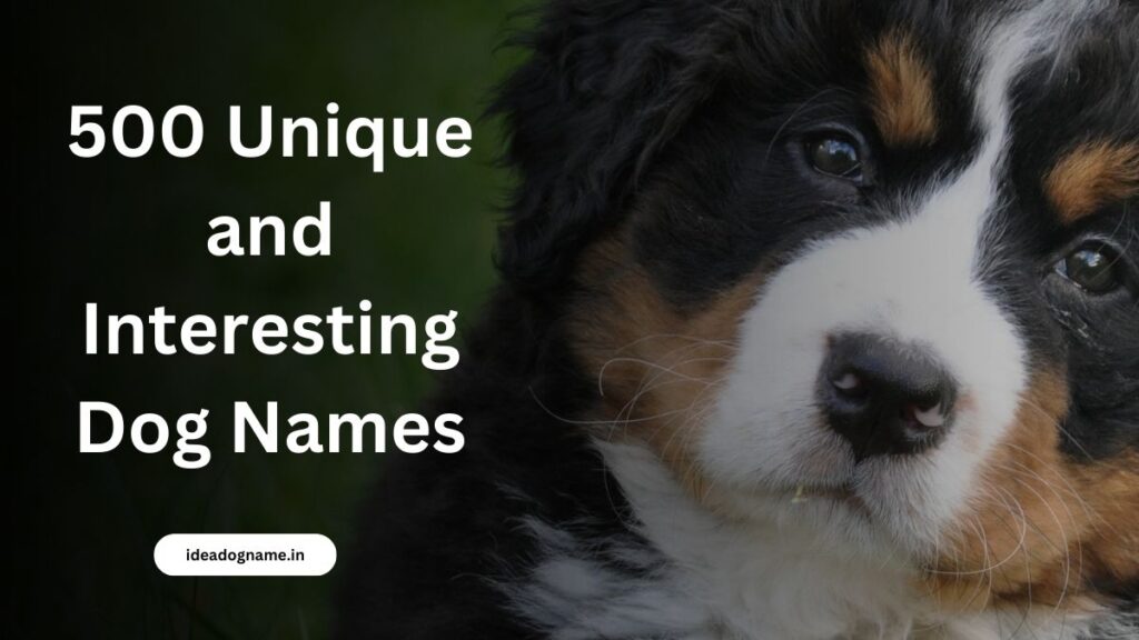 500 Unique and Interesting Dog Names