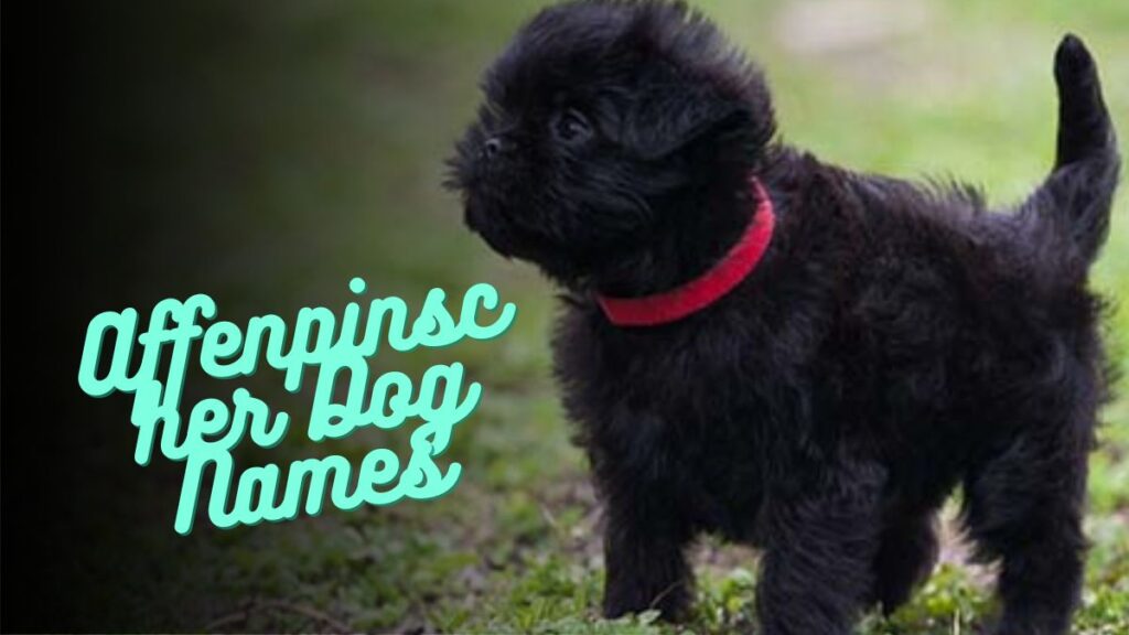 Affenpinscher Dog Names