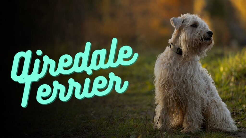 Airedale Terrier names