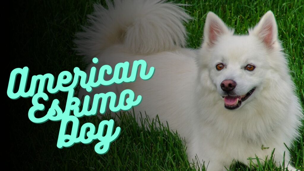 American Eskimo Dog Names