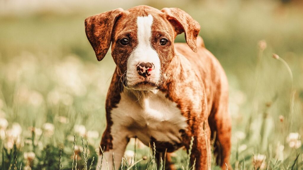 American Staffordshire Terrier