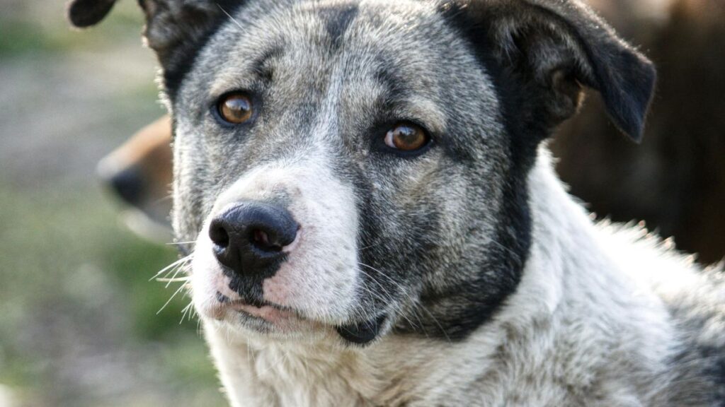 Australian Cattle Dog