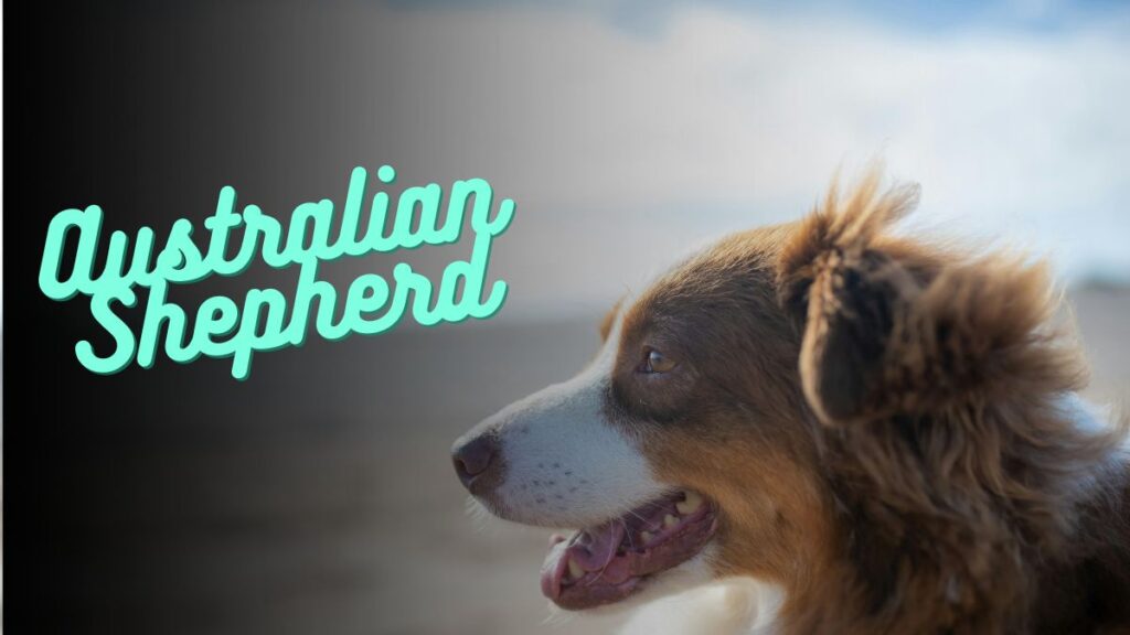 Australian Shepherd names