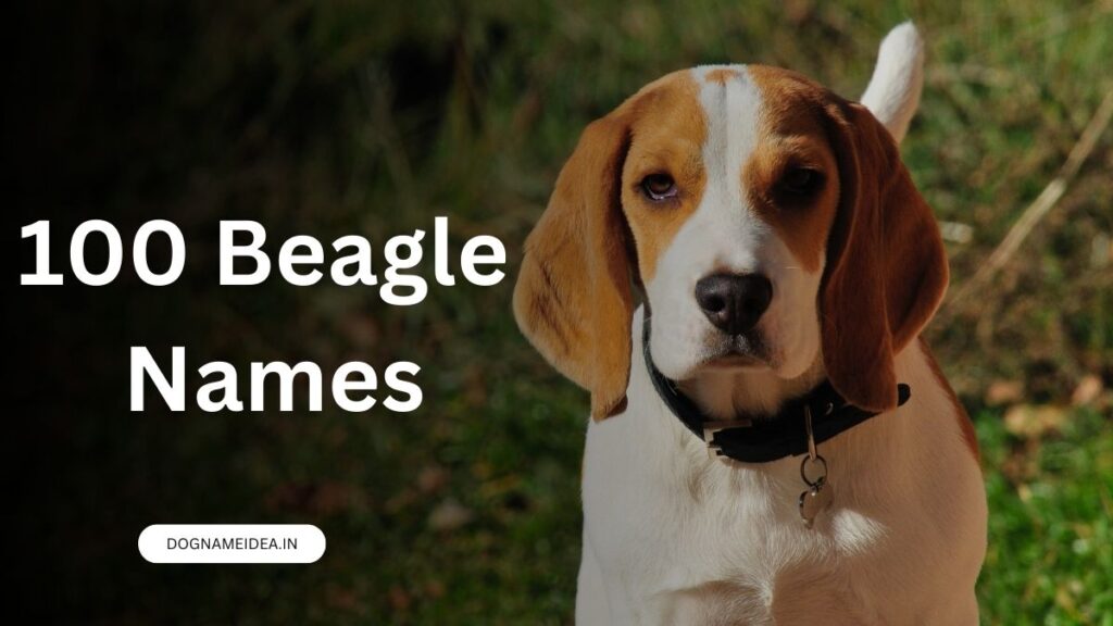 Beagle Names