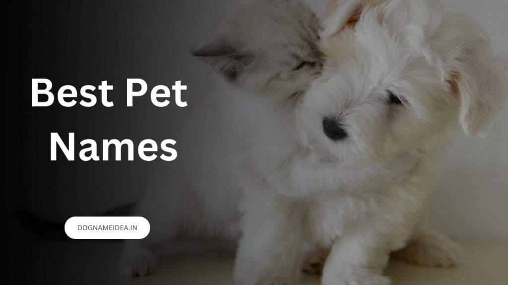 Best Pet Names