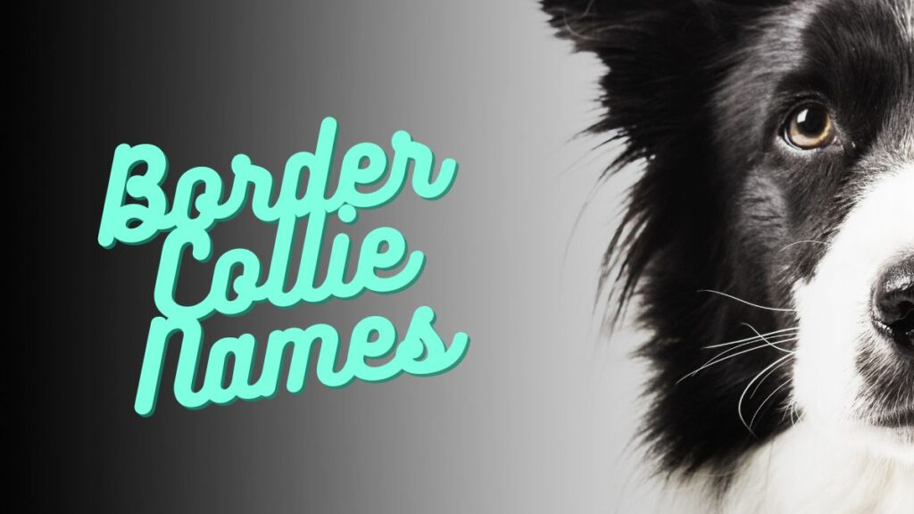 Border Collie Names