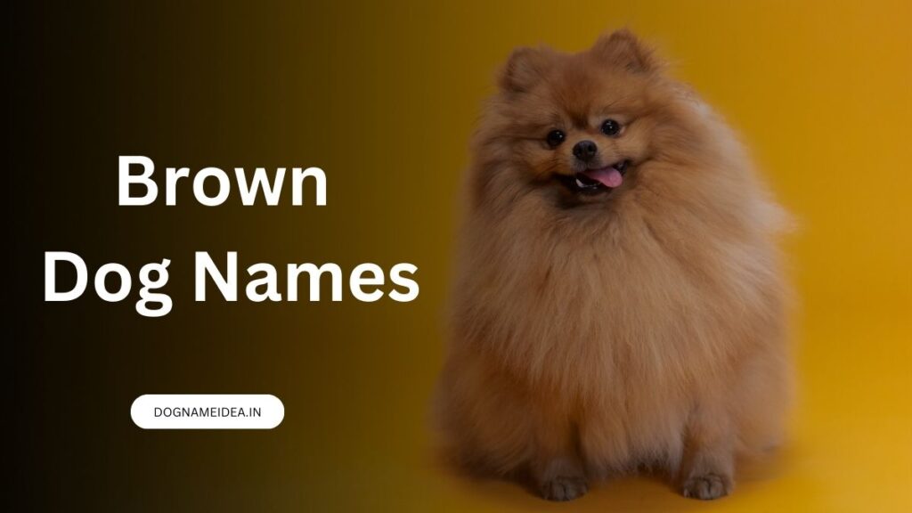 Brown Dog Names