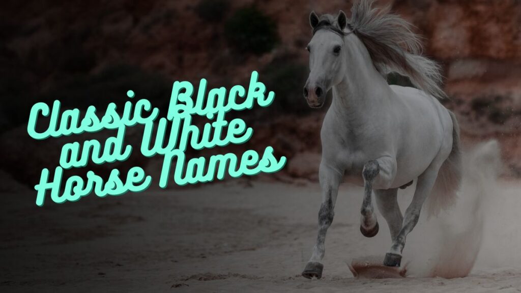 Classic Black and White Horse Names