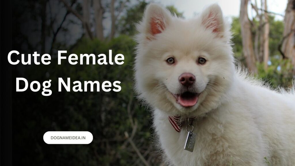 Cute Female Dog Names