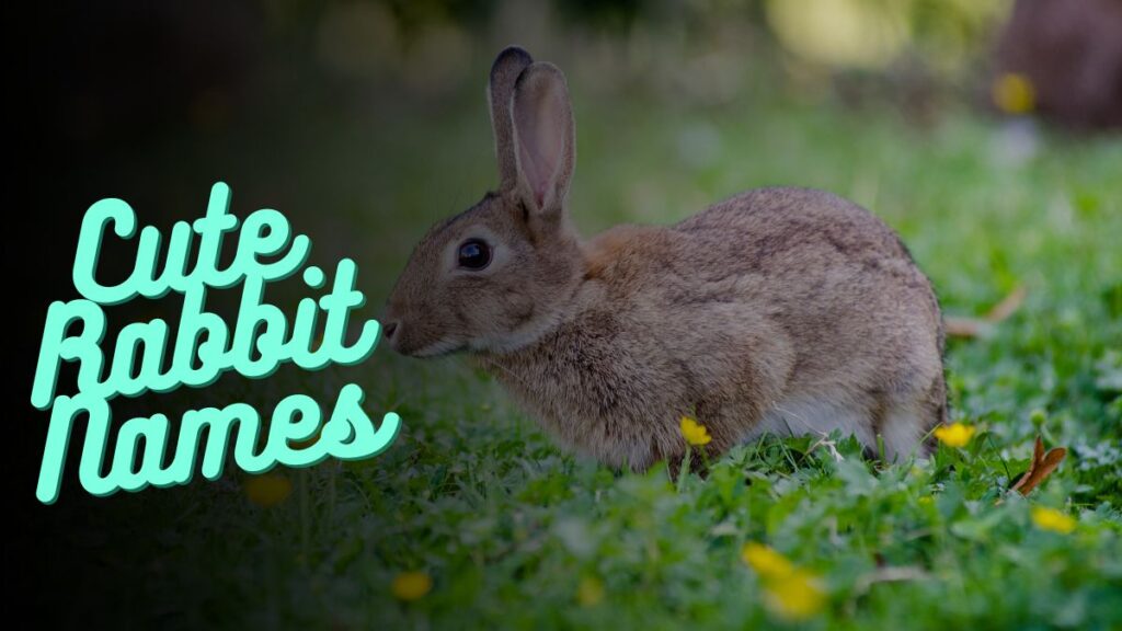 Cute Rabbit Names