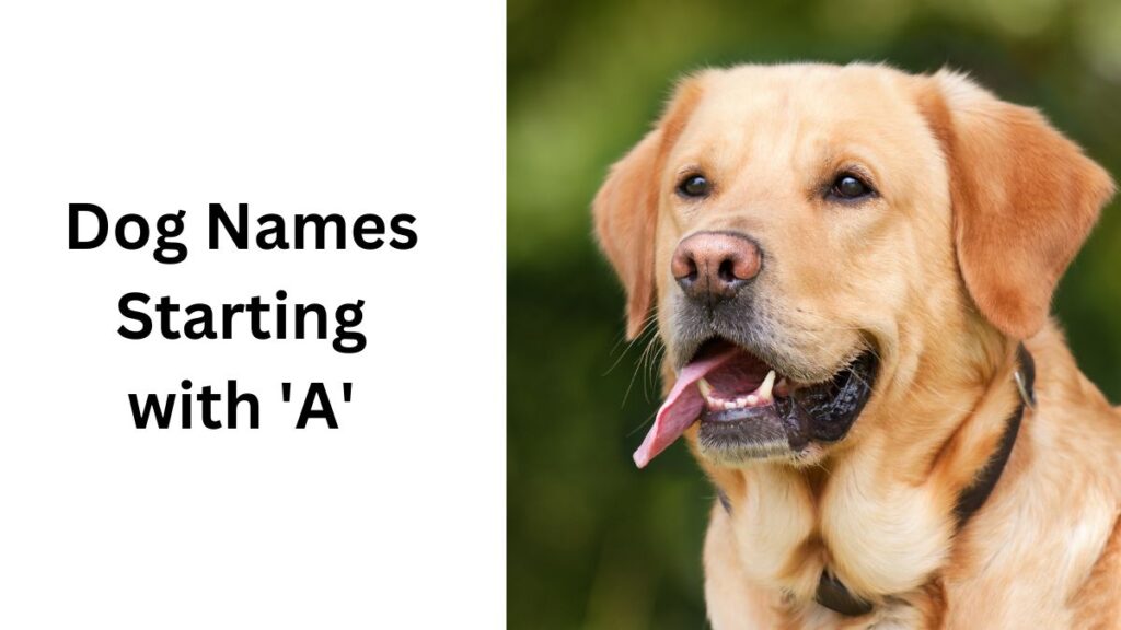 Dog Names Starting with 'A' 