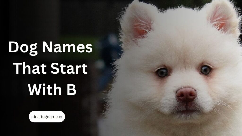 Dog Names That Start With B