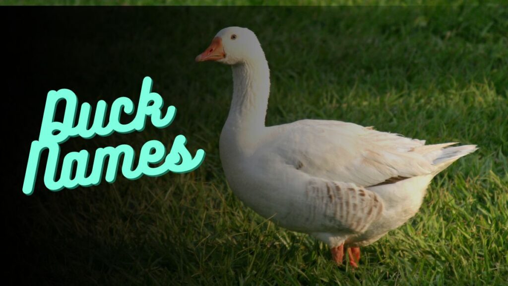 Duck Names