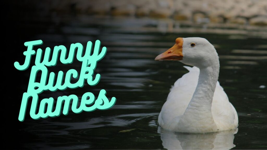 Funny Duck Names