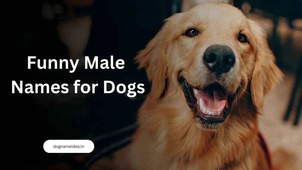 Funny Male Names for Dogs