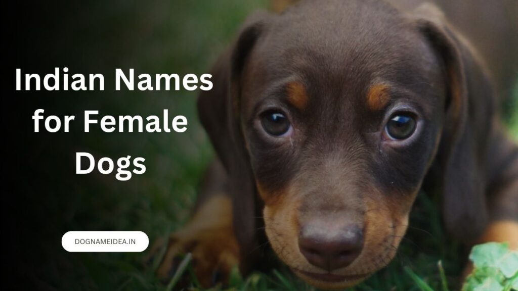 Indian Names for Female Dogs