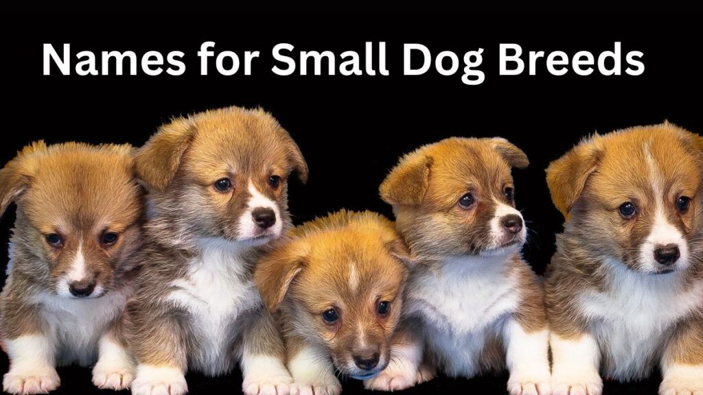 Names for Small Dog Breeds