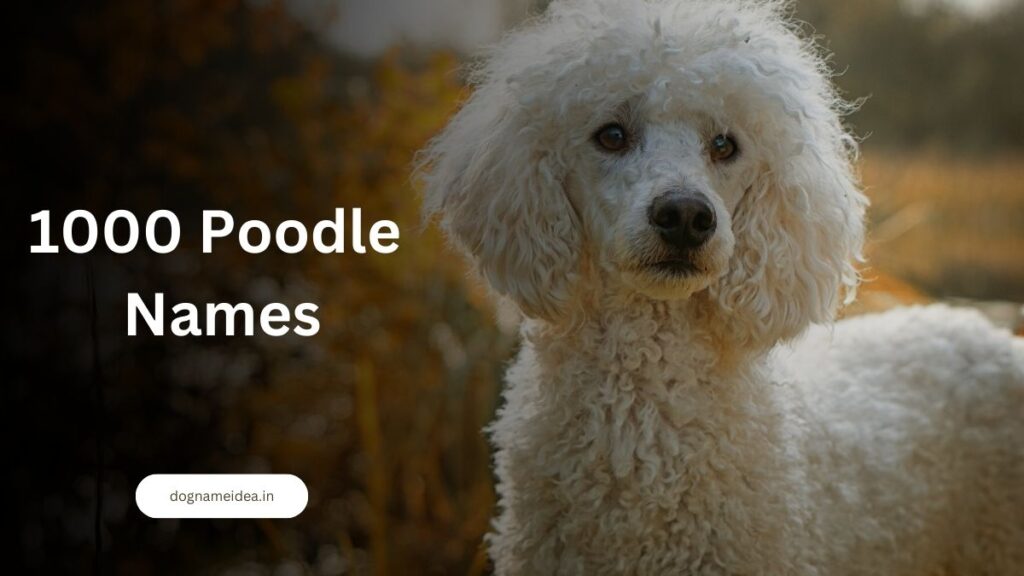 1000 Poodle Names