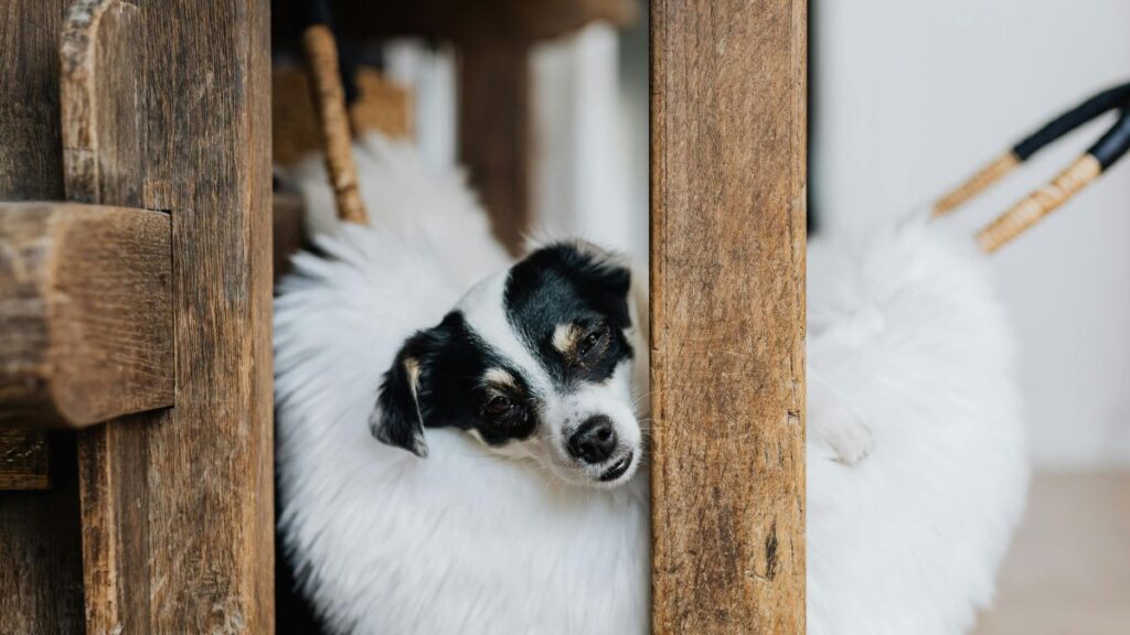 Rat Terriers