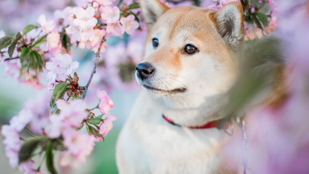 Shiba Inu