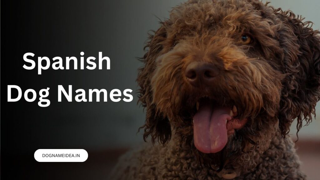 Spanish Dog Names