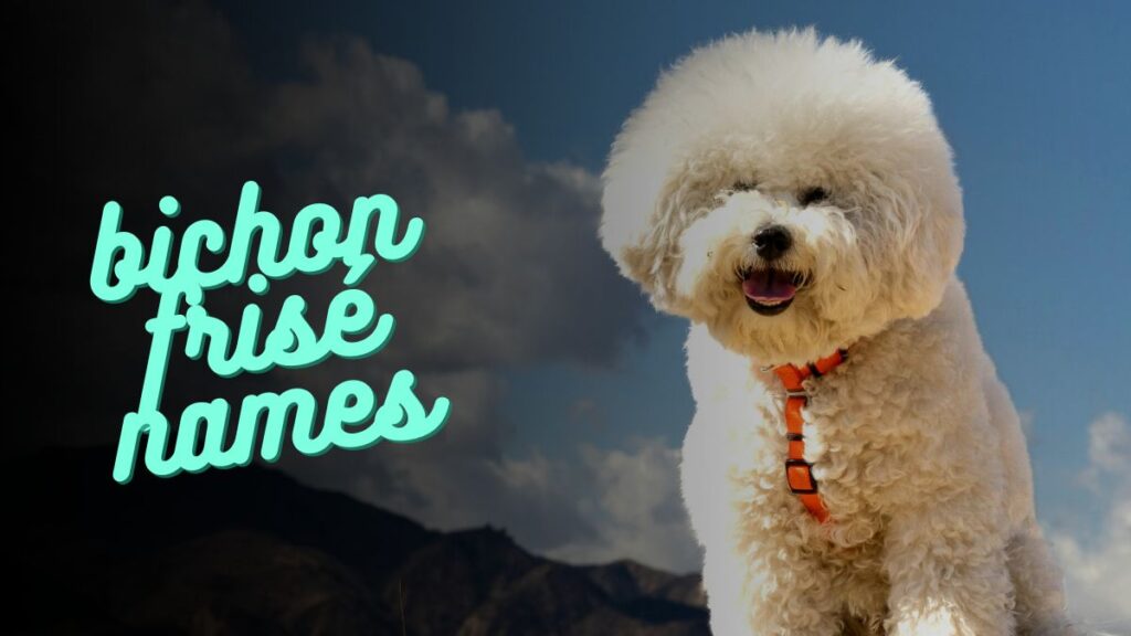 bichon frisé names