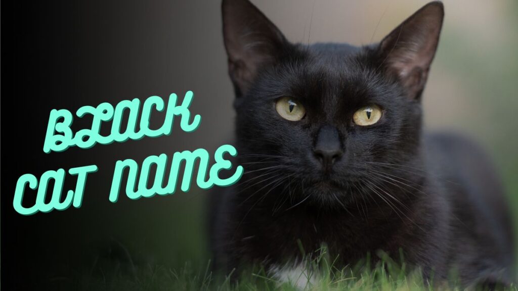 black cat names 100