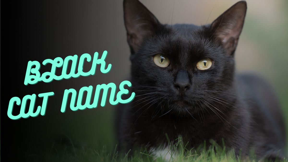 100 Unique Black Cat Names with Meanings: Find the Perfect Name