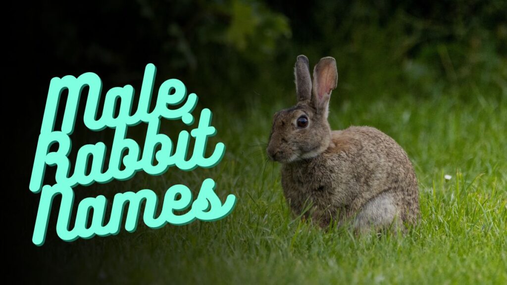 Male Rabbit Names