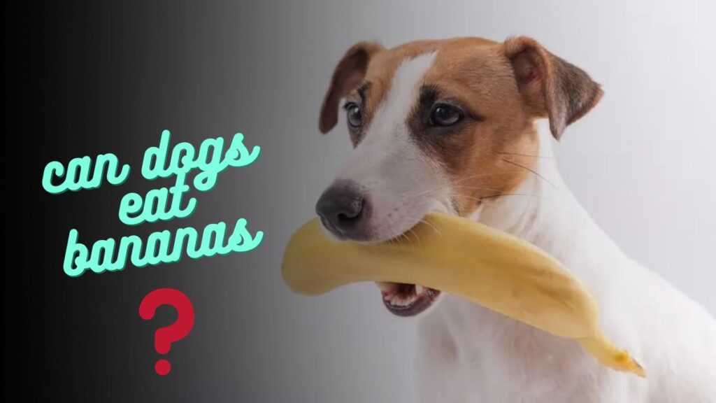 can dogs eat bananas