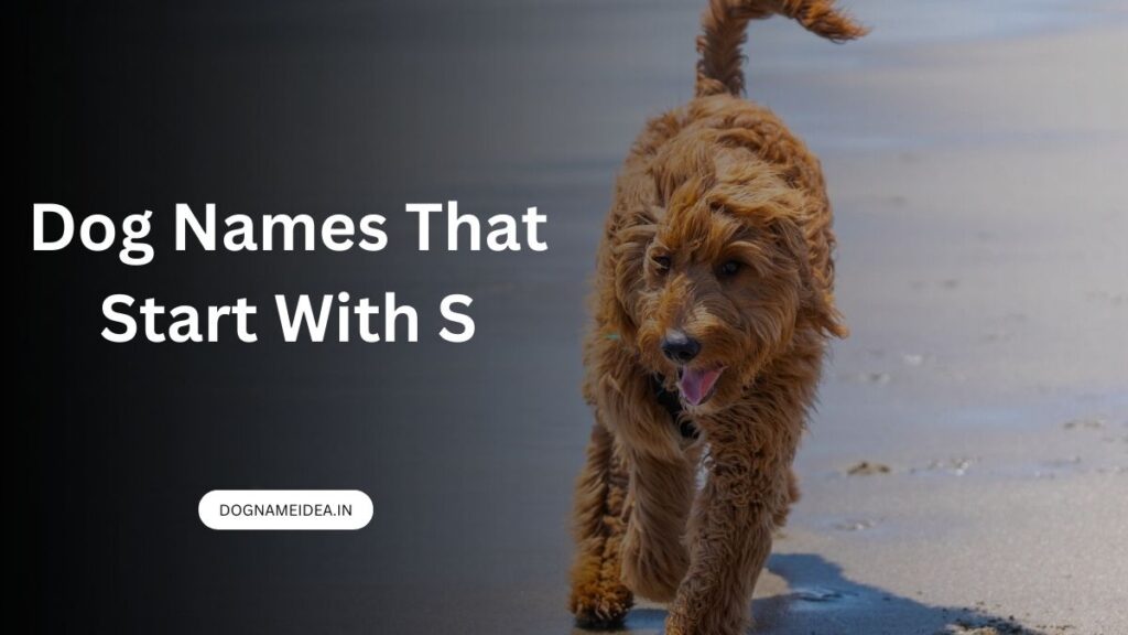 dog names that start with s