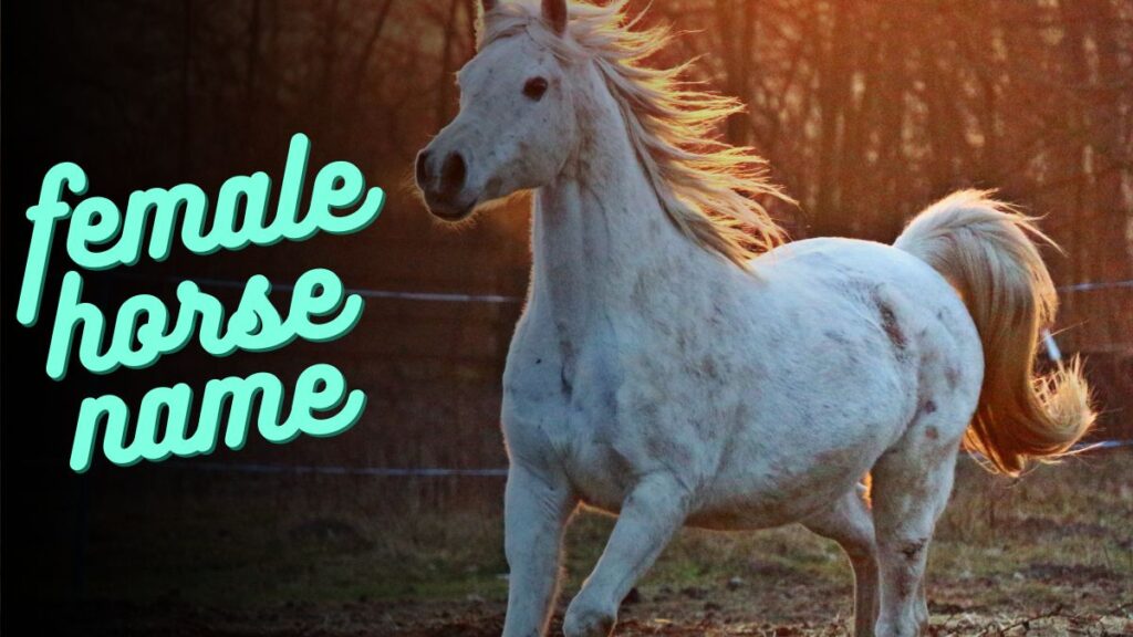 TOP 100 Elegant Female Horse Names to Inspire Your Perfect Mare