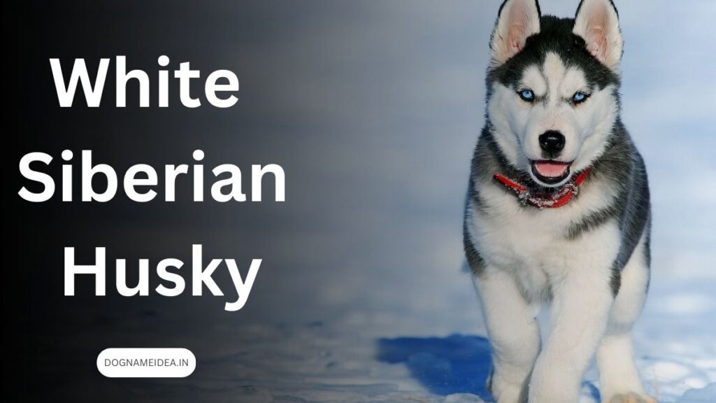 Siberian Huskies