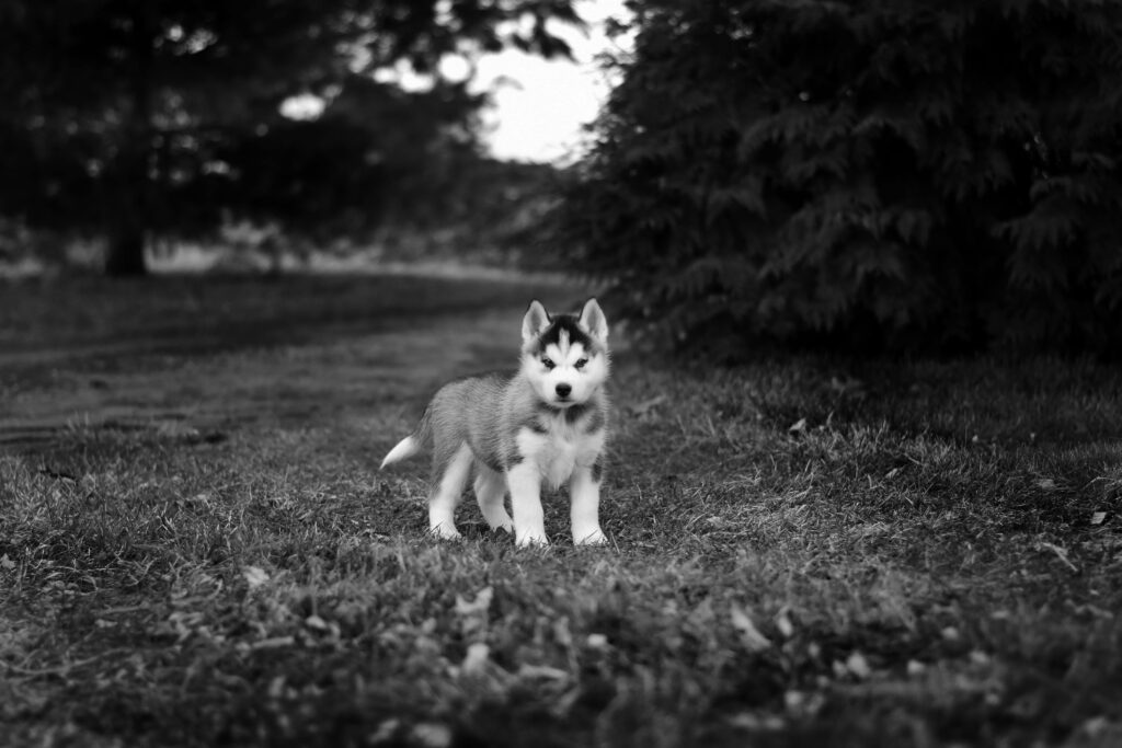 Siberian Husky name