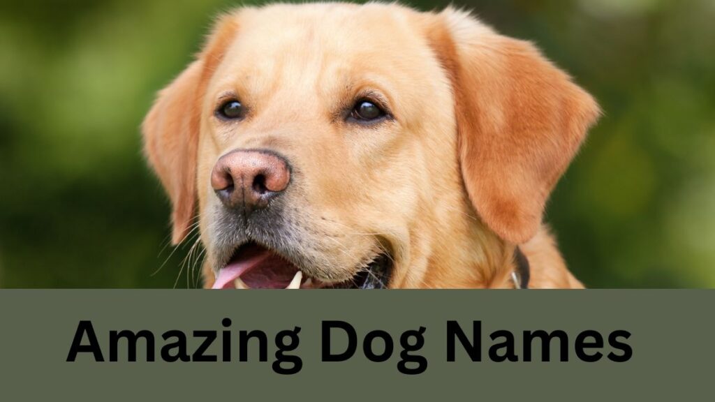 Amazing Dog Names