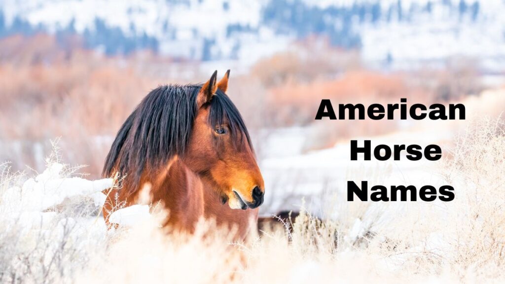 American Horse Names