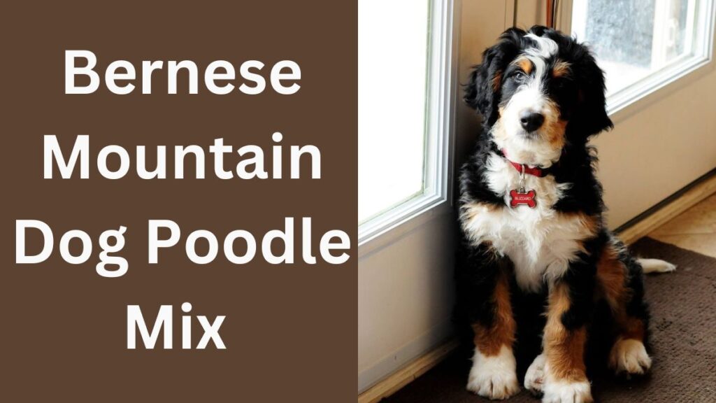 Bernese Mountain Dog Poodle Mix