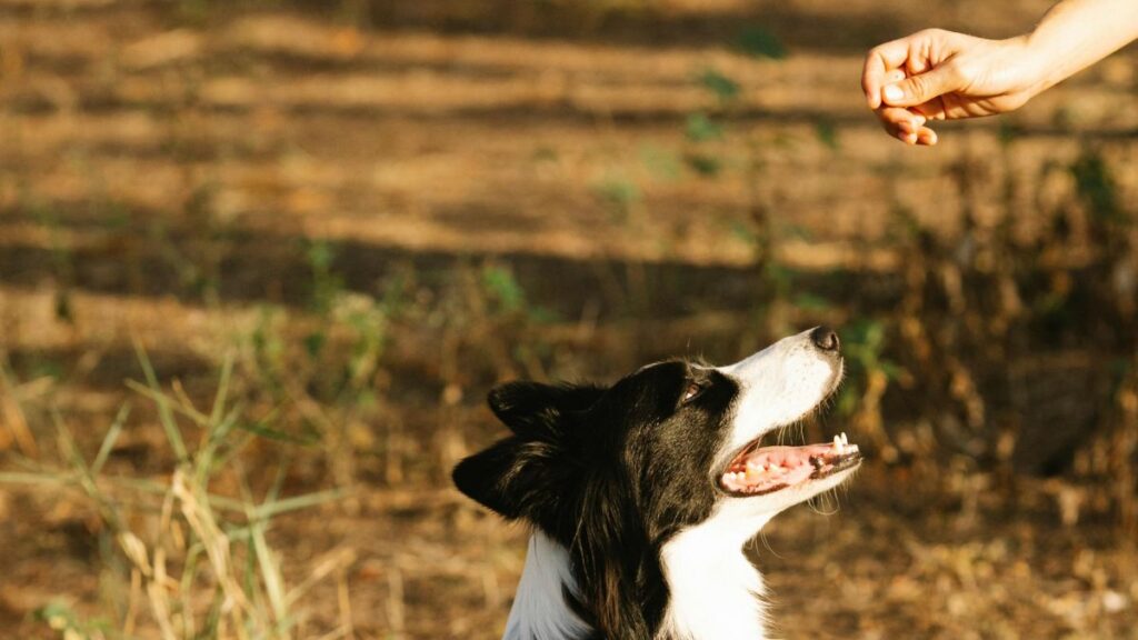 Can Dogs Eat Strawberries