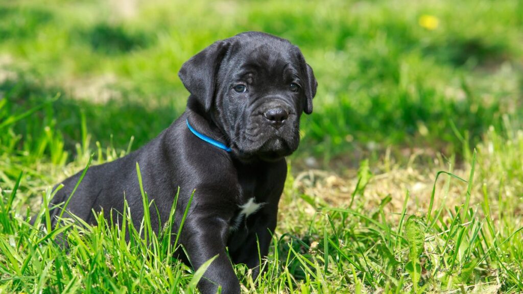 Cane Corso