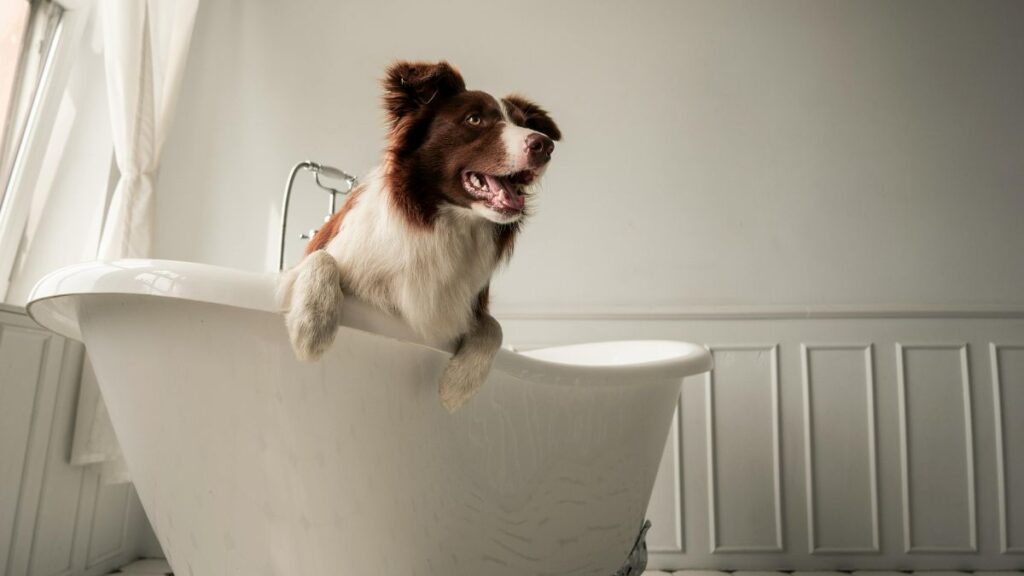 Best Dog Shampoo