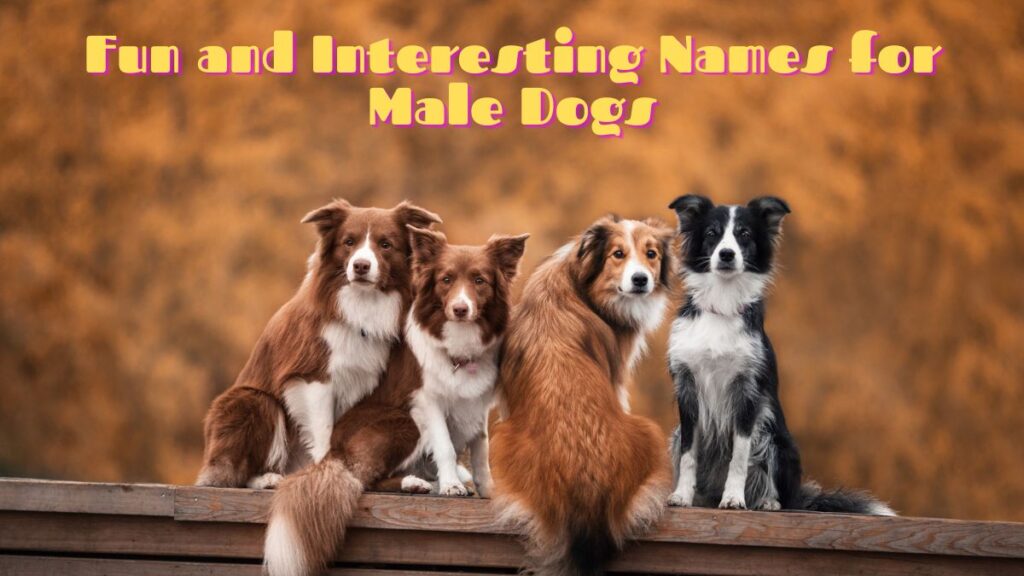 Fun and Interesting Names for Male Dogs