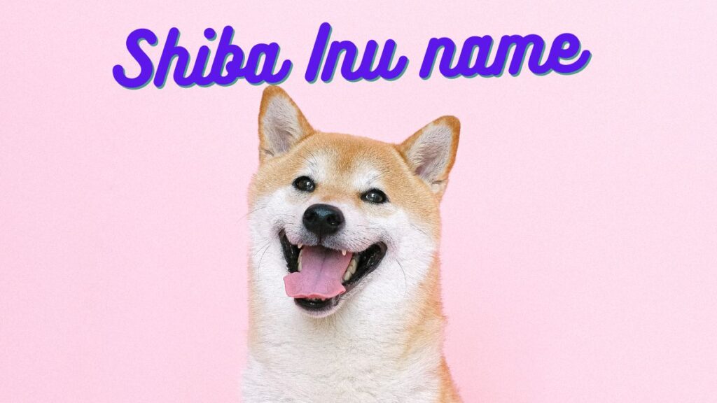 Shiba Inu