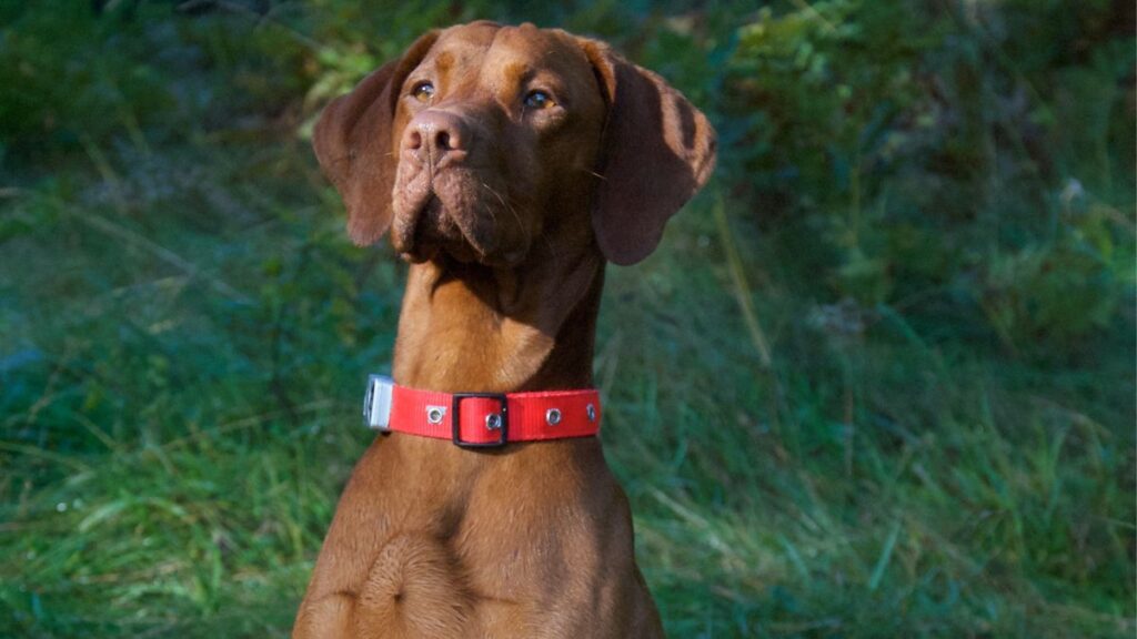 Vizsla