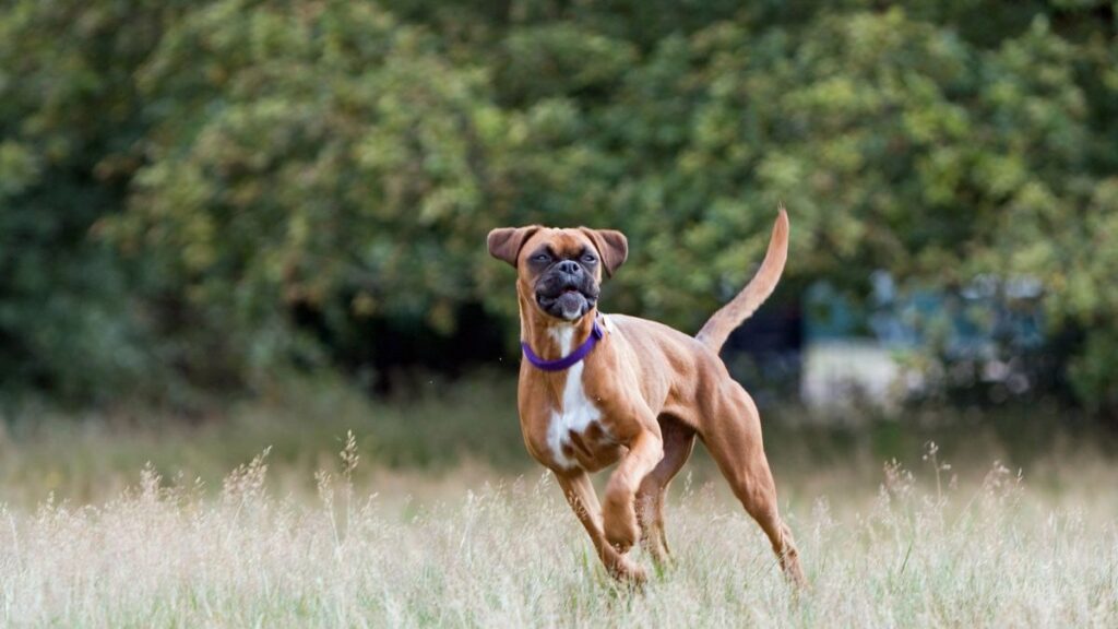 Boxer Dog Stories